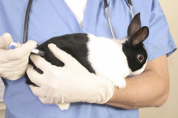 vacuna asociada para conejos