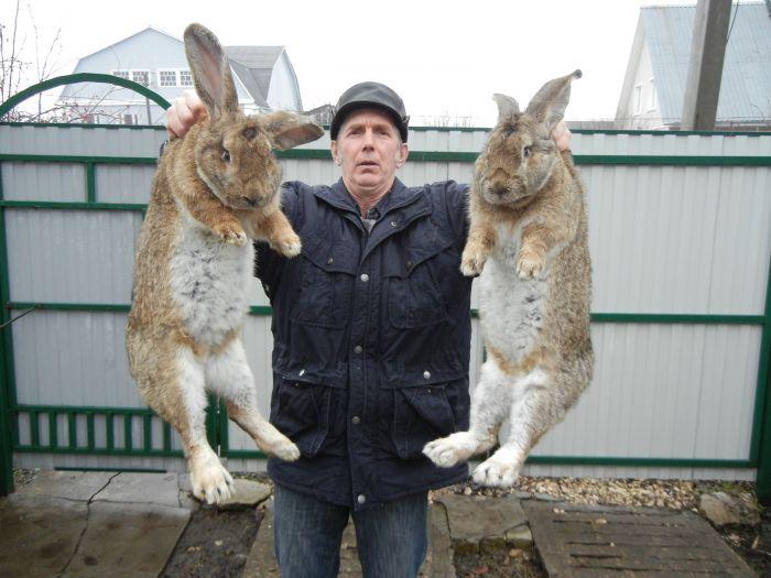 conejos en la mano