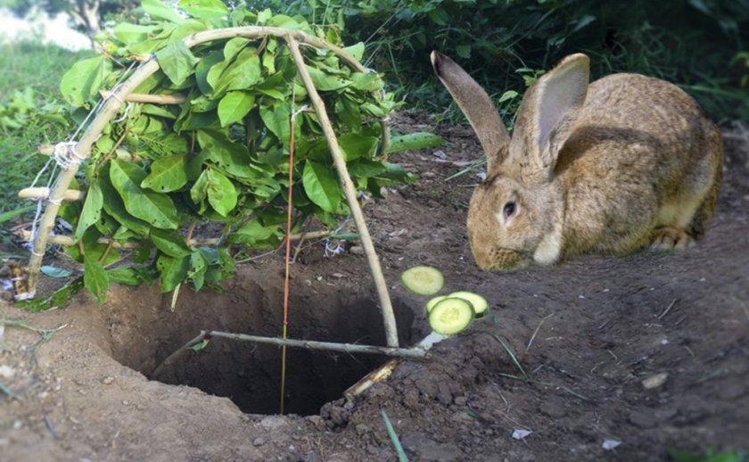captura de conejo