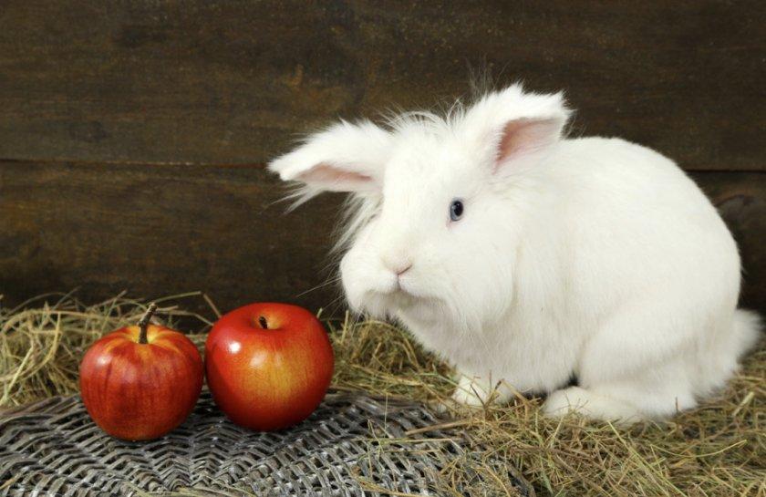 ¿Es posible dar manzanas a los conejos?