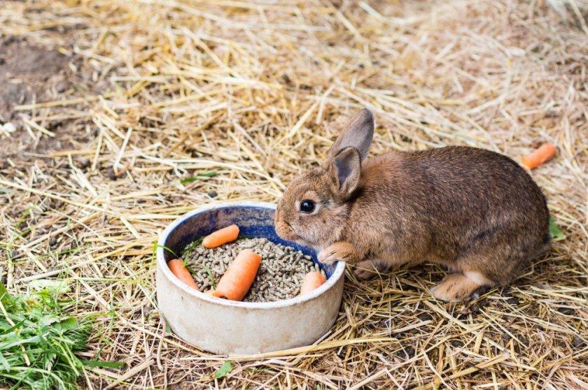 kŕmenie králikov