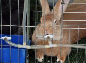 Как можете да поливате зайци през зимата, норми и изисквания за отглеждане на открито