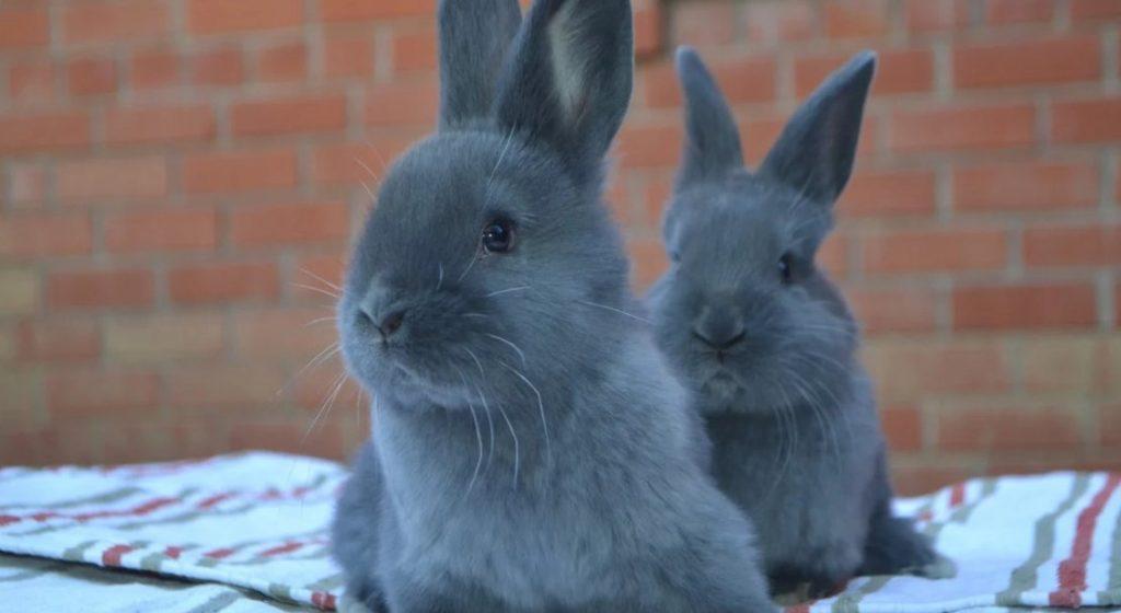 små kaniner