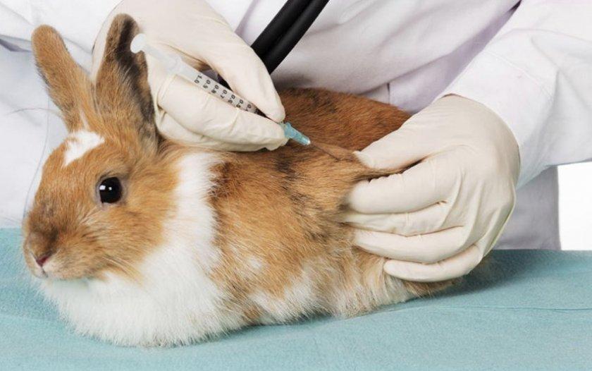 vacunación de conejo