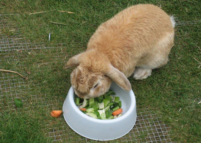králik jesť