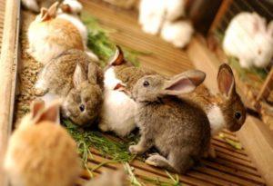 Wanneer en op welke leeftijd kun je konijnen uit het konijn halen en de regels