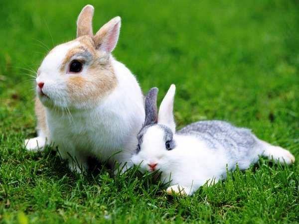 lijepi zečevi