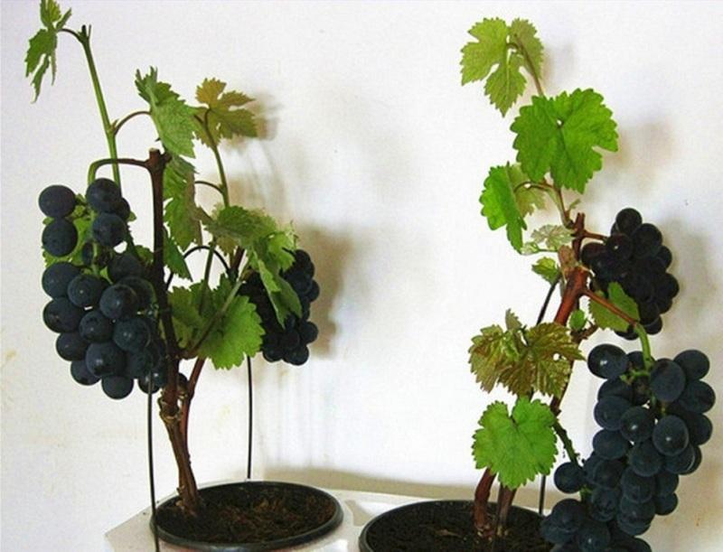 augančios vynuogės bute