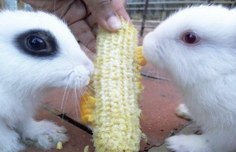 majs för kaniner