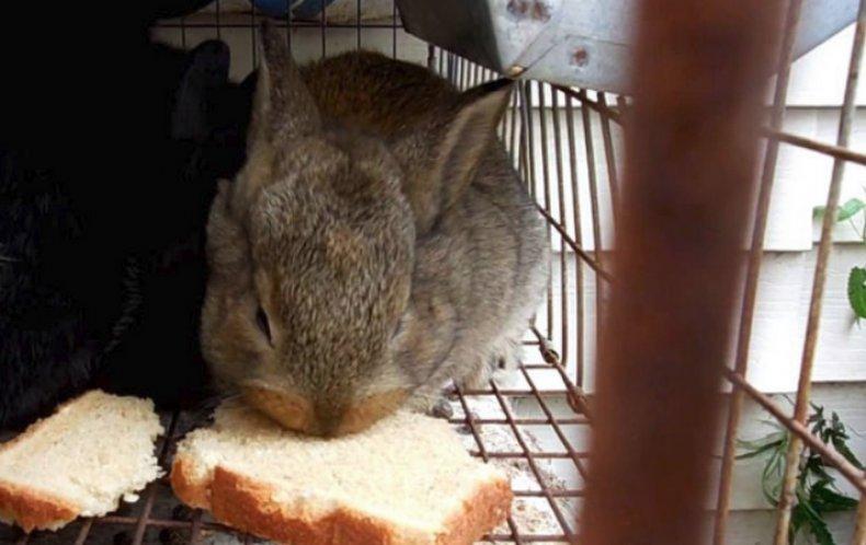 är det möjligt att mata kaniner med bröd