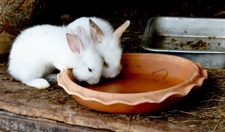 zalievanie králikov