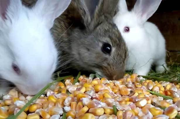 hranjenje zečeva