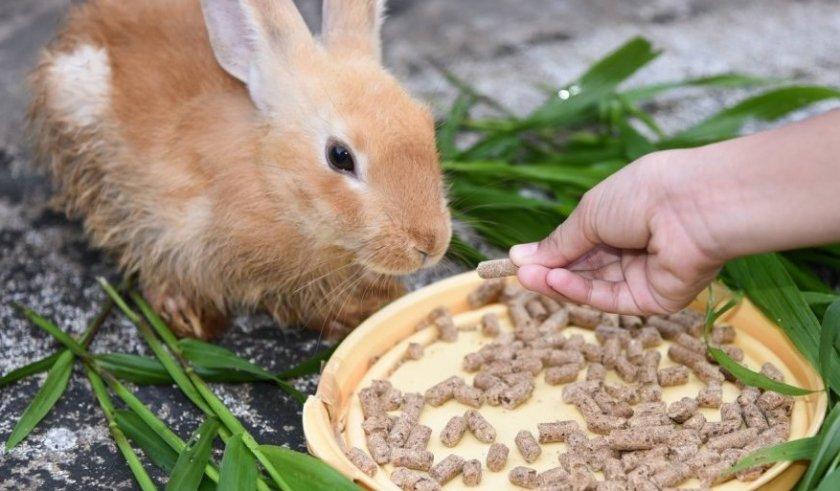 foderblandning för kaniner