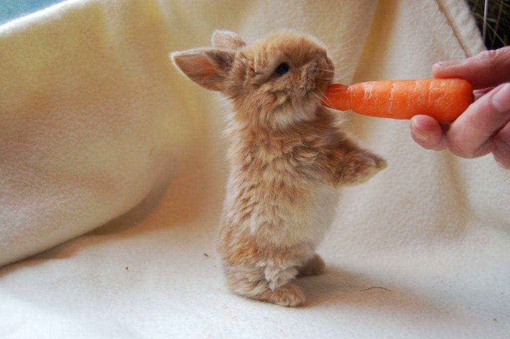 kanin og gulerod