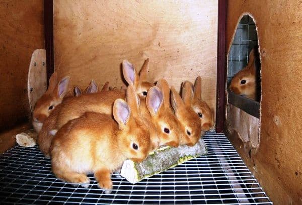 mange kaniner