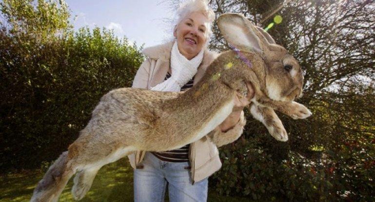 großes Kaninchen