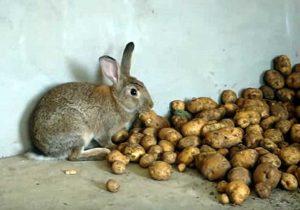 Ist es möglich und wie man Kaninchen rohe Kartoffeln gibt, gelten die Regeln für die Einführung in die Ernährung