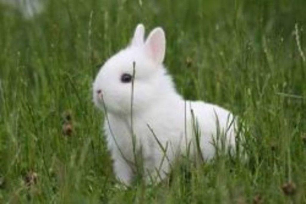 hermelin rabbit