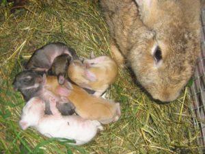 Nuansy chovu králikov v zime a pravidlá chovu pre chov vonku