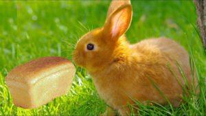 Vilken typ av bröd är bättre att mata kaniner och är det möjligt