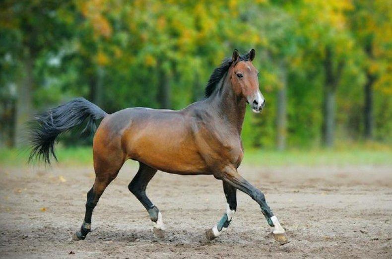 gražus arklys