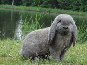 Descripción y características de los conejos de carnero franceses, cuídalos.