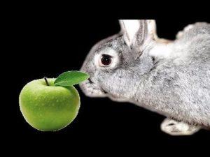Ar triušiams galima duoti obuolių ir kaip tai yra teisinga?