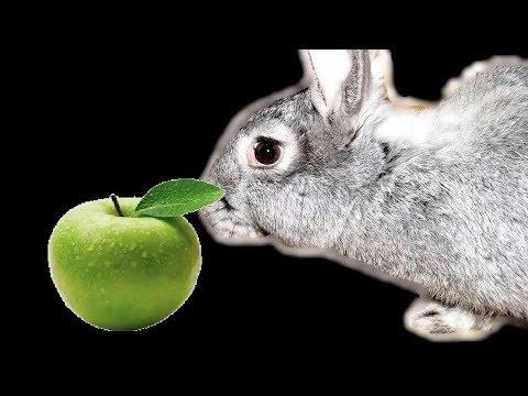 je li moguće davati jabuke zečevima
