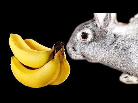 банане за зечеве