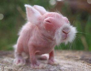 De ontwikkeling van pasgeboren konijnen overdag, hoe ze eruit zien en de zorgregels