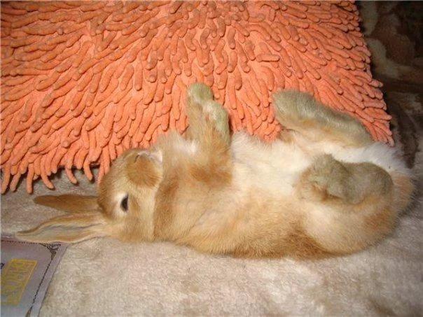 conejo murió