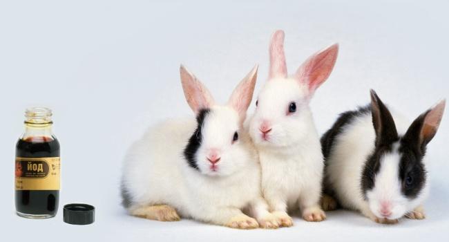 jod för kaniner