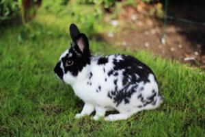 Descrizione e caratteristiche dei conigli farfalla, regole di manutenzione