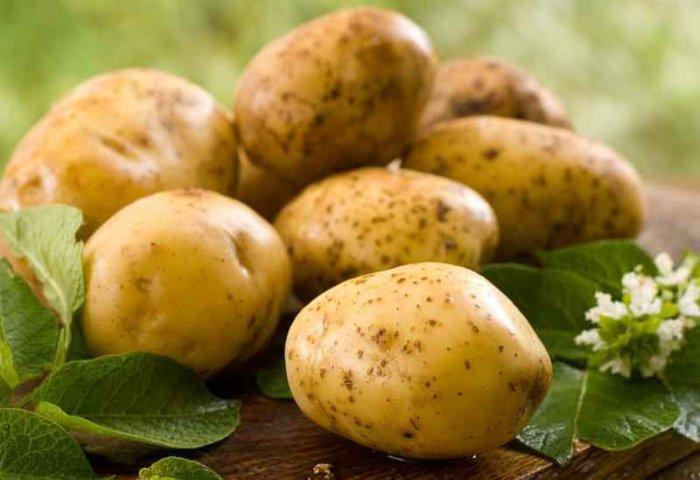 rå potatis
