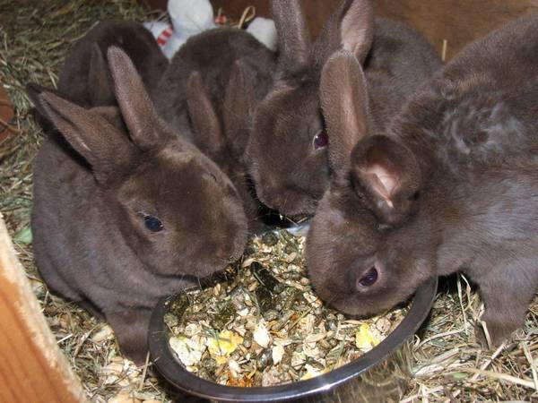 foderblandning för kaniner