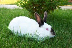 Beskrivelse af kaniner af racen i Californien og deres vedligeholdelse derhjemme