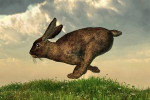 Ako môžete chytiť králika, metódy a pokyny na výrobu pascí