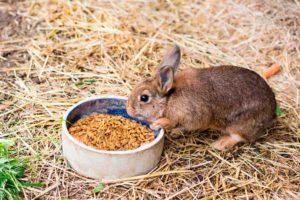 Može li se zečevima dati zob i kako je to ispravno