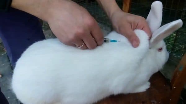 vacunación de conejo