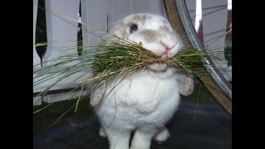 förstoppning hos kaniner