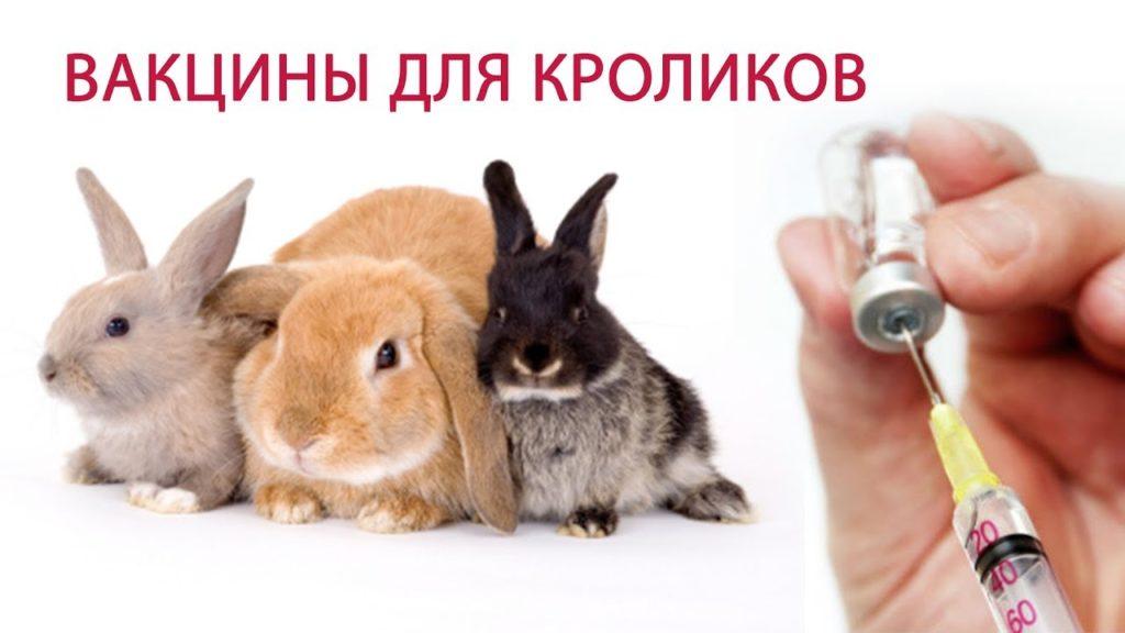 Kaninchen-Impfstoff