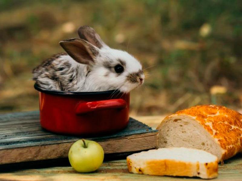 kanin og brød