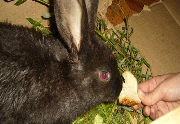 er det muligt at fodre kaniner med brød