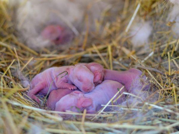 nyfødte kaniner