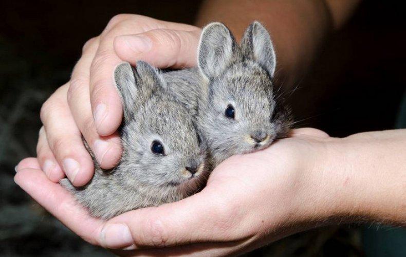 kaniner i hænder