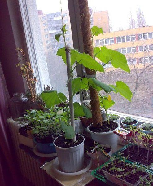 växer druvor i en lägenhet
