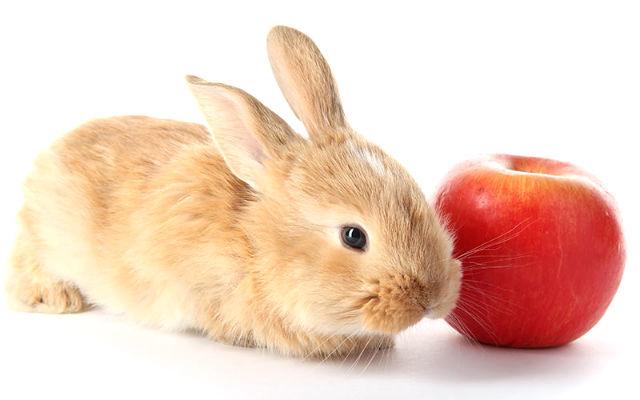je možné dať králikom jablká