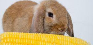 Die Vor- und Nachteile von Mais für Kaninchen, wie und in welcher Form