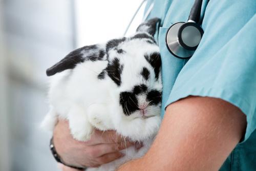 malattie dei conigli Pulci
