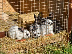 Tamaños de senniks para conejos y cómo hacer un comedero de bricolaje